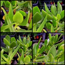 Crassula ovata ssp. obliqua x 1 Pointed Jade Plants Succulent Bonsai Rockery Balcony Patio Outdoor/Indoor White Flowering Shrubs